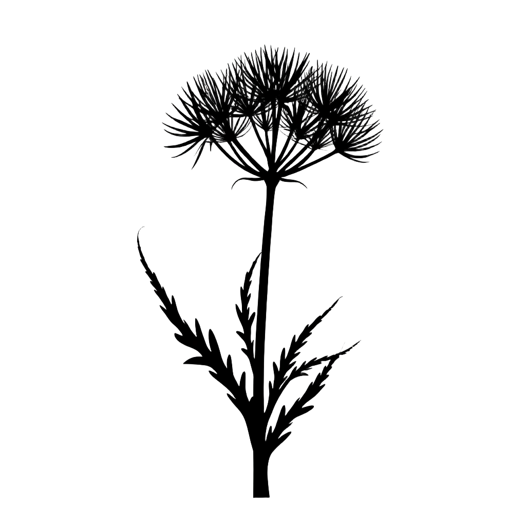 Dandelion Silhouette